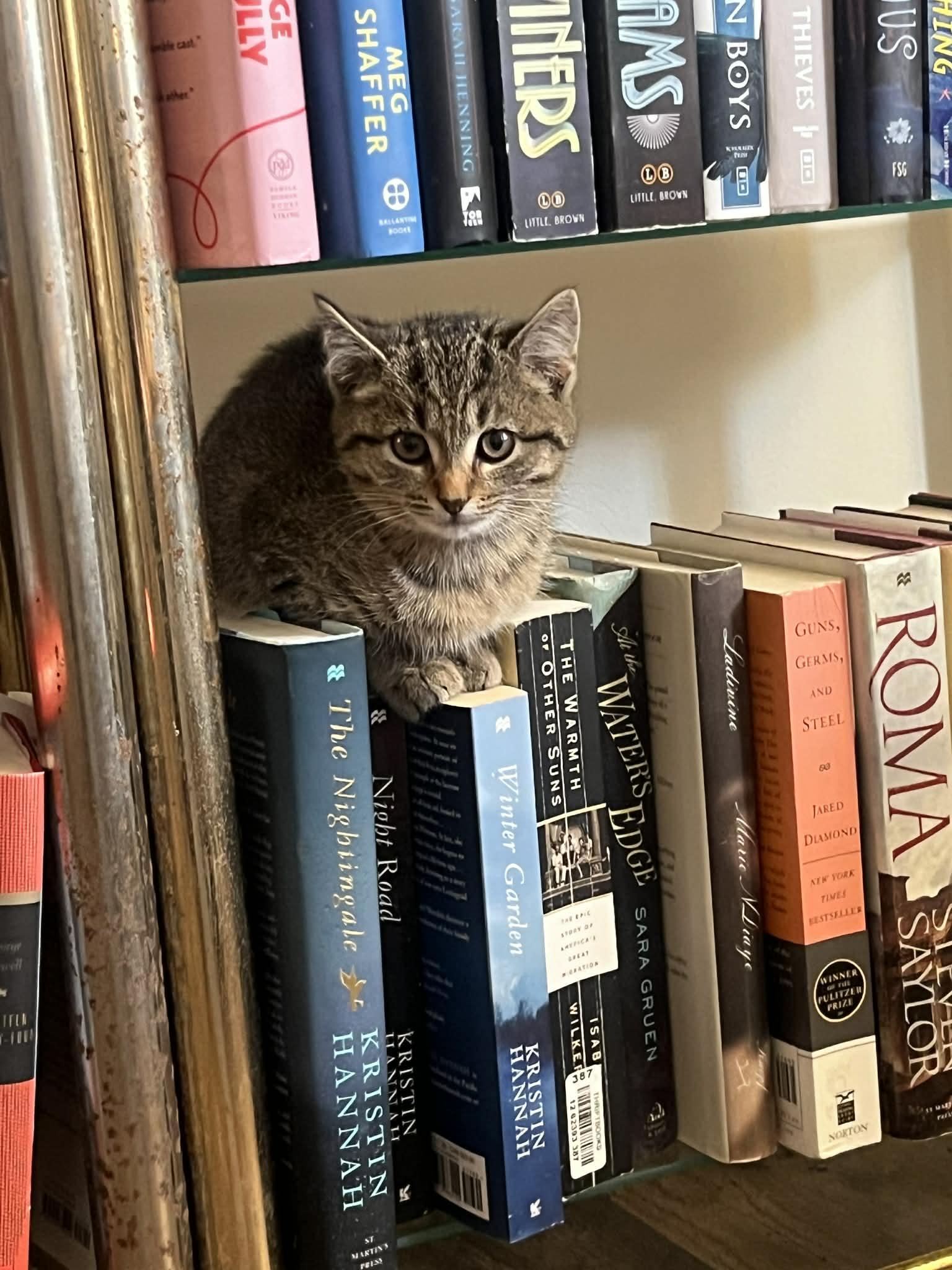 Enlarge Cashmere, a ADOPTABLE mixed breed in Campbellsville, KY image 2/5