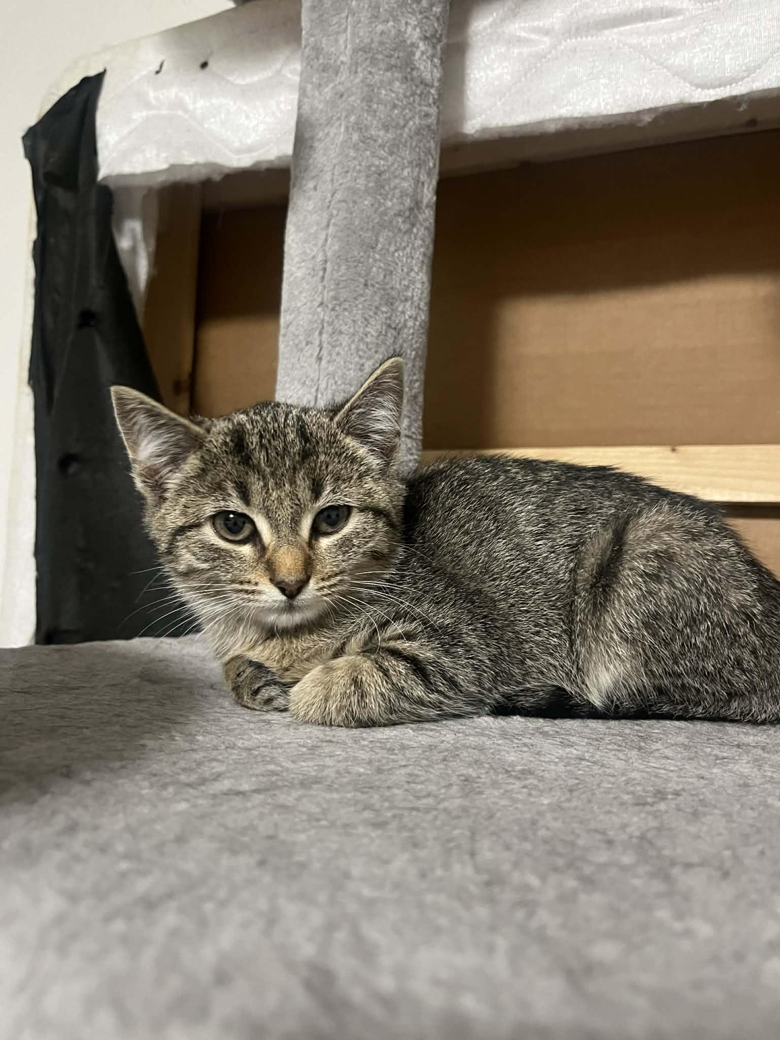 Enlarge Cashmere, a ADOPTABLE mixed breed in Campbellsville, KY image 3/5