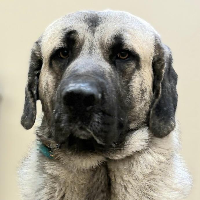 Enlarge Eeyore, a Adoptable mixed breed in Wickenburg, AZ image 2/2