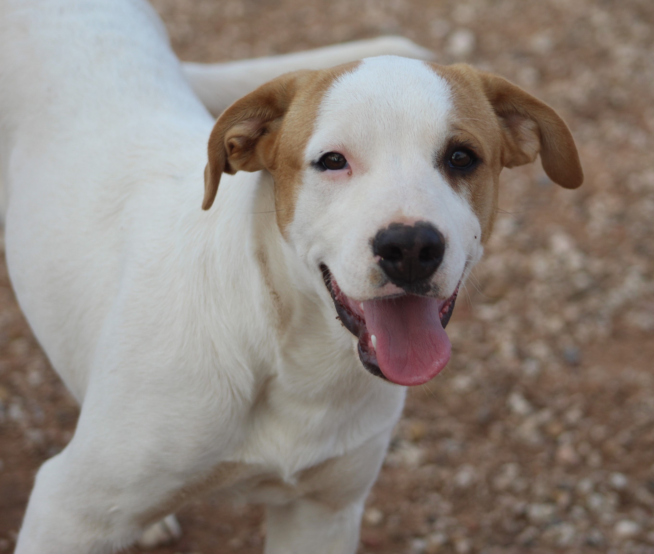 Bear, a Adoptable mixed breed in Post, TX image 1/6