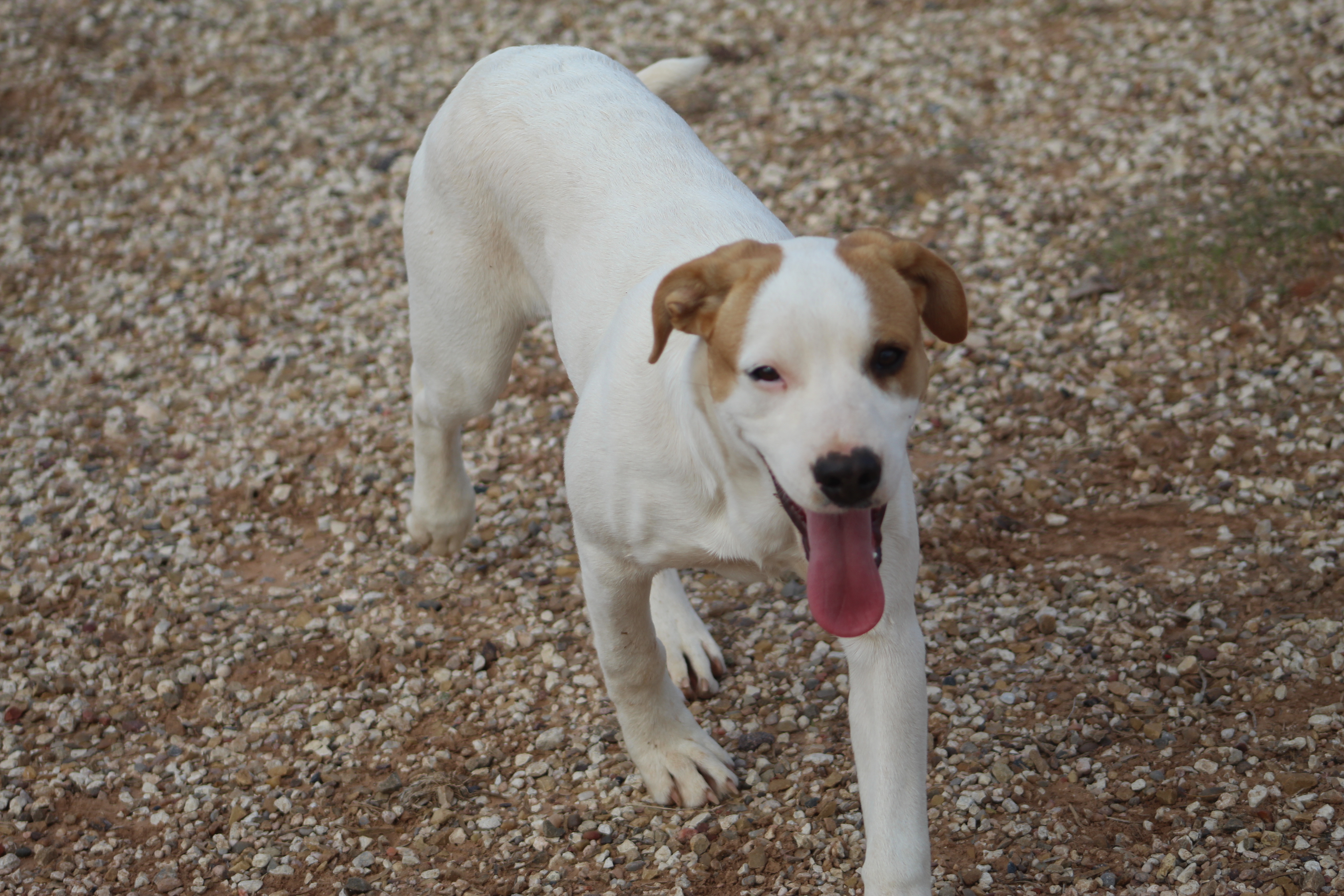 Bear, a Adoptable mixed breed in Post, TX image 3/6