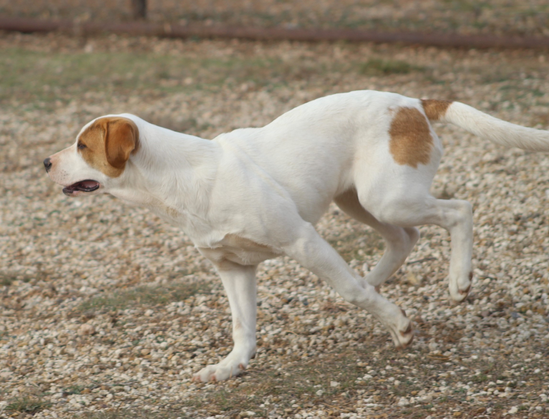 Bear, a Adoptable mixed breed in Post, TX image 4/6