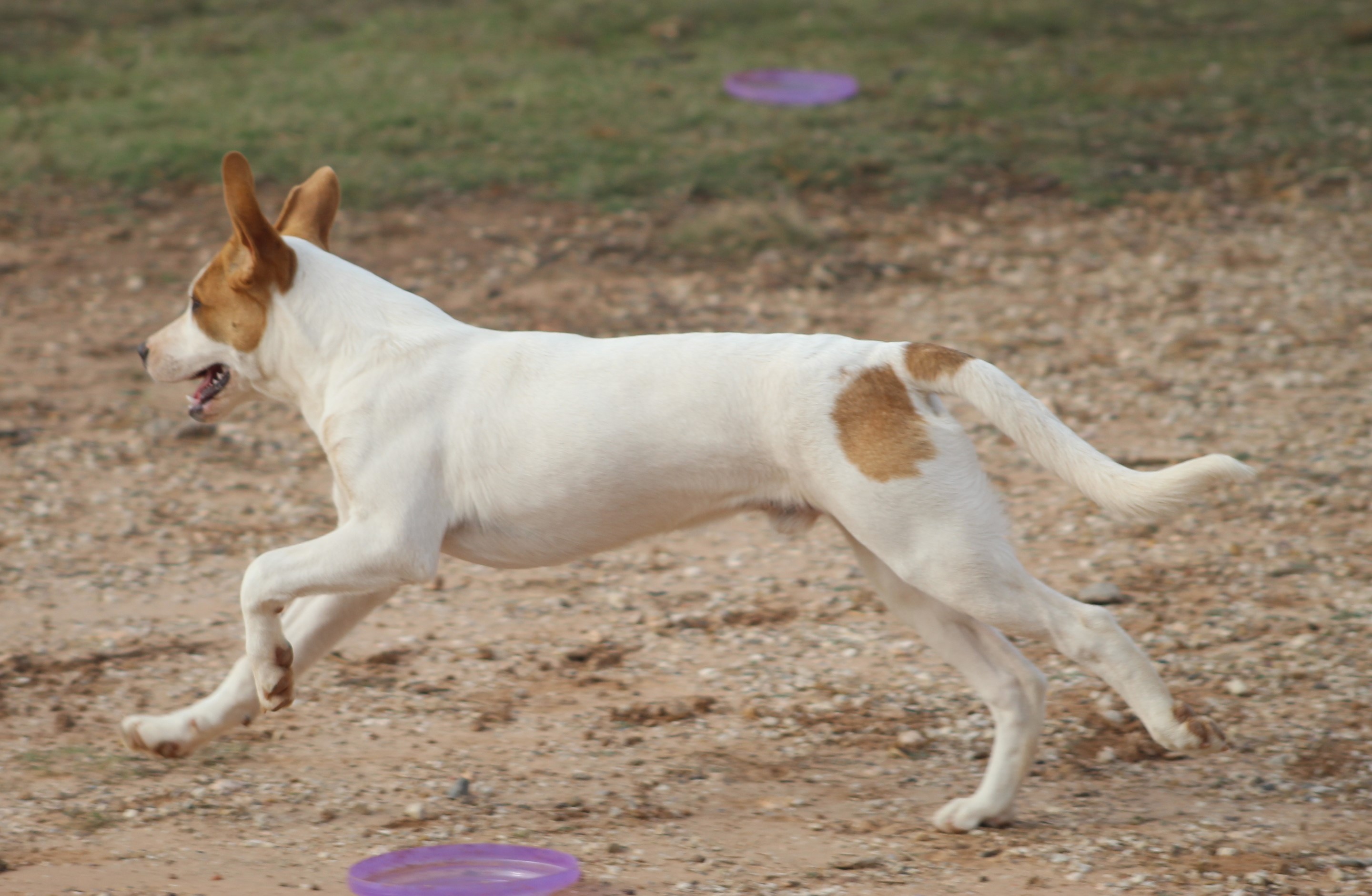 Bear, a Adoptable mixed breed in Post, TX image 5/6