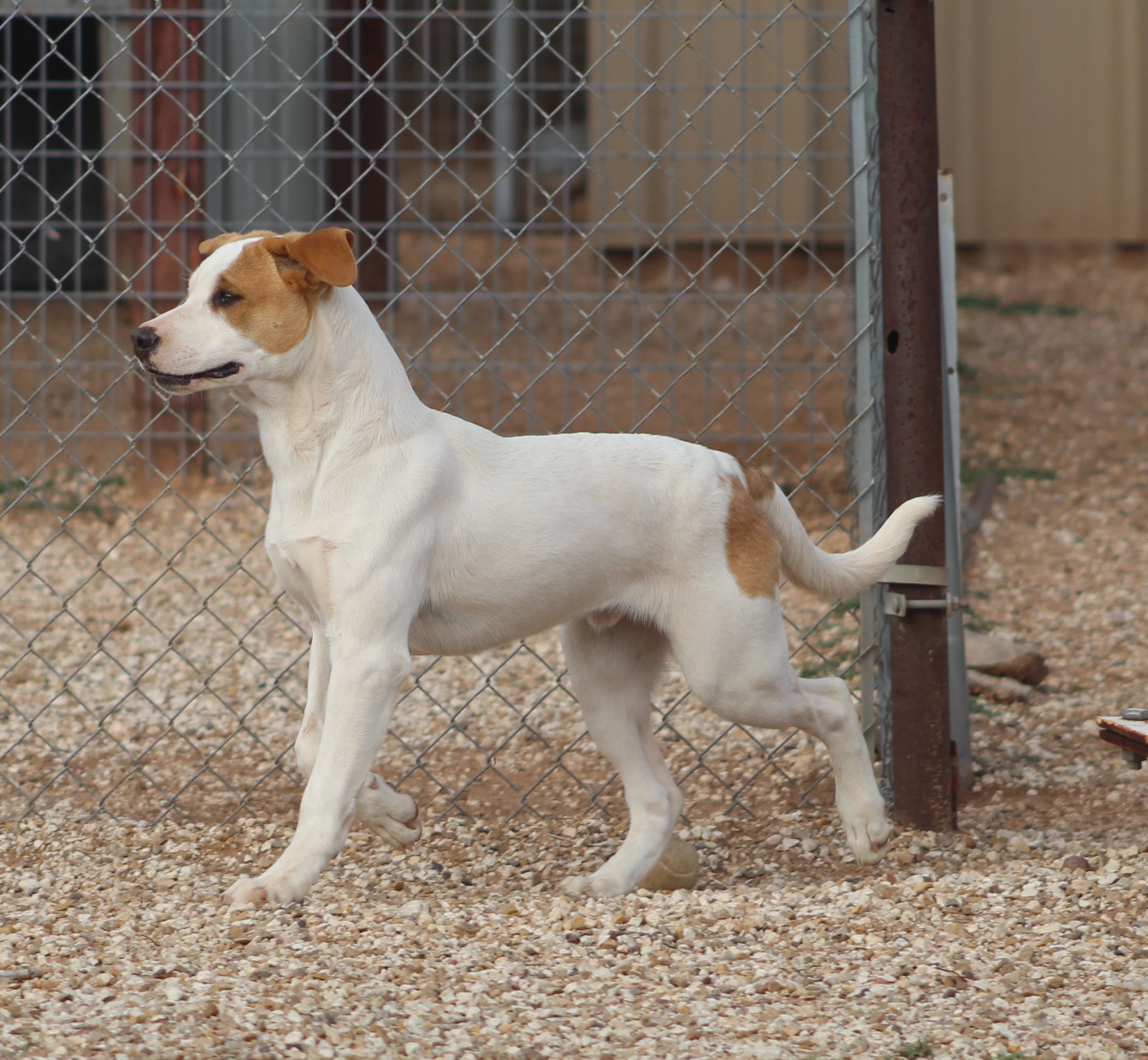 Bear, a Adoptable mixed breed in Post, TX image 2/6