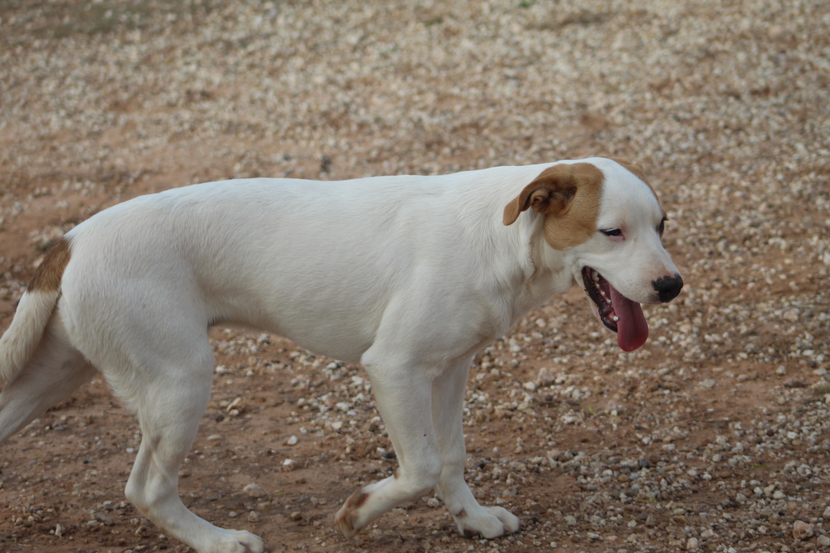 Bear, a Adoptable mixed breed in Post, TX image 6/6