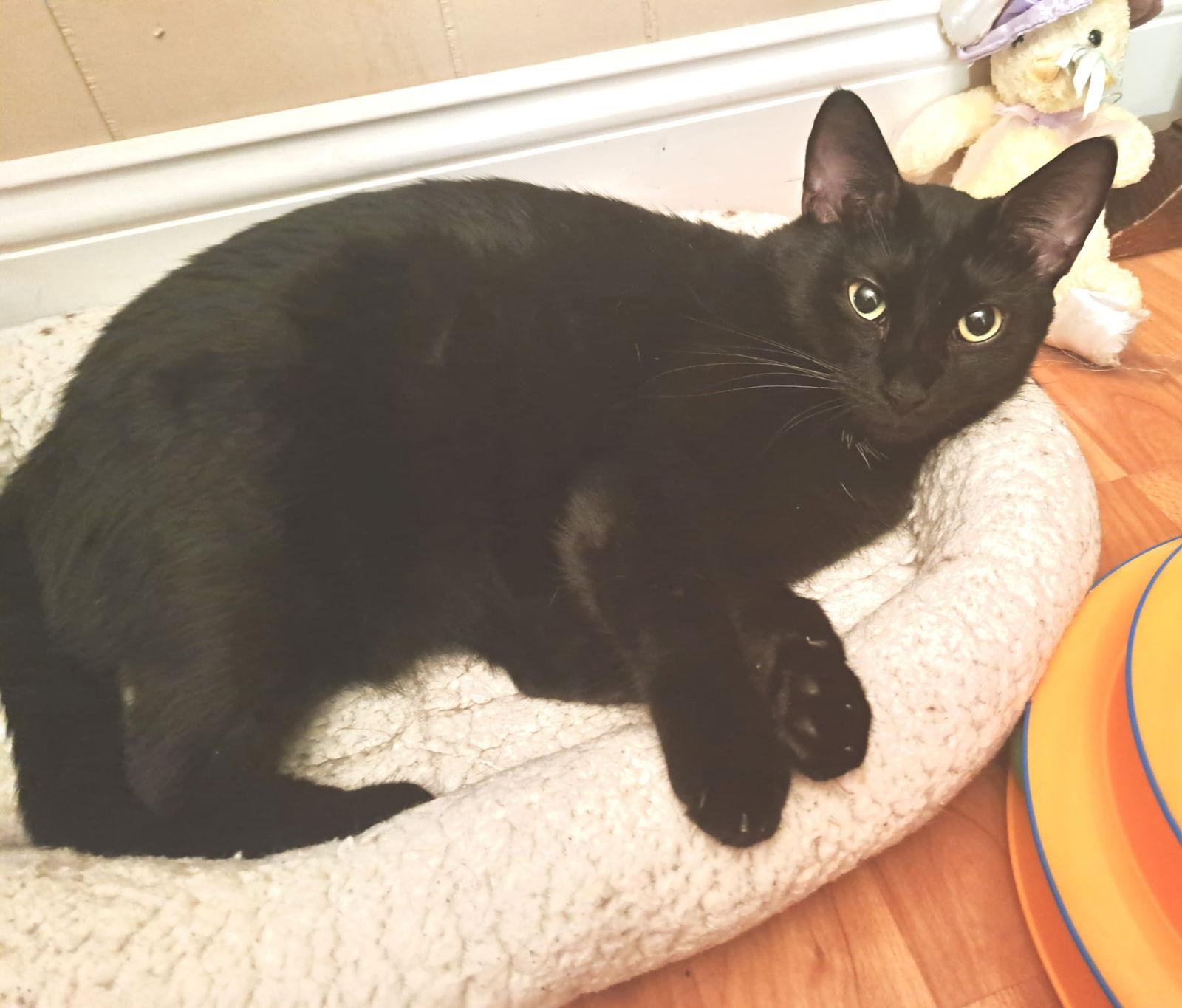 Alexa, a Adoptable Domestic Short Hair in Fort Myers, FL image 1/2