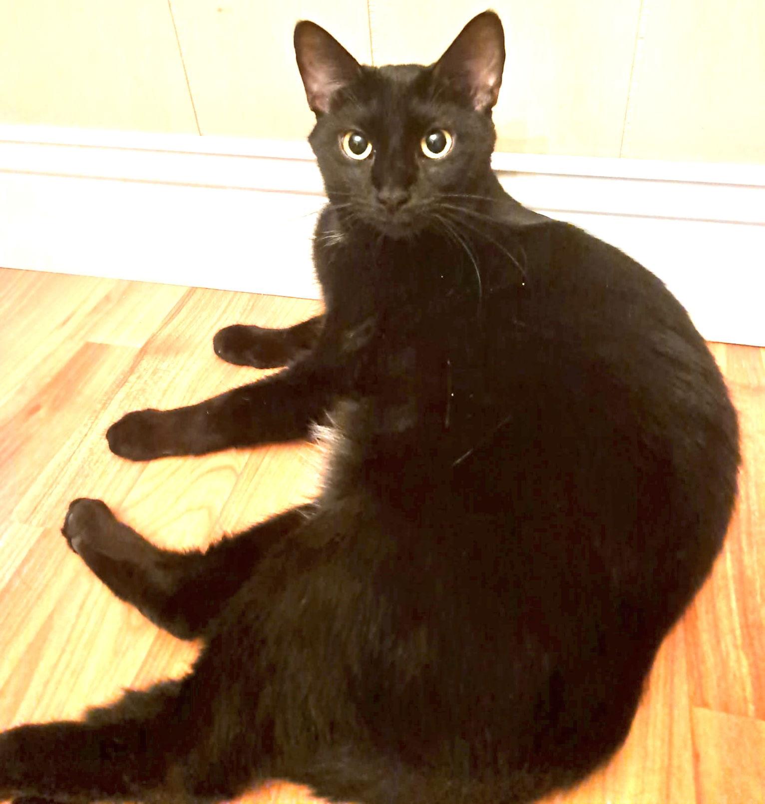 Alexa, a Adoptable Domestic Short Hair in Fort Myers, FL image 2/2