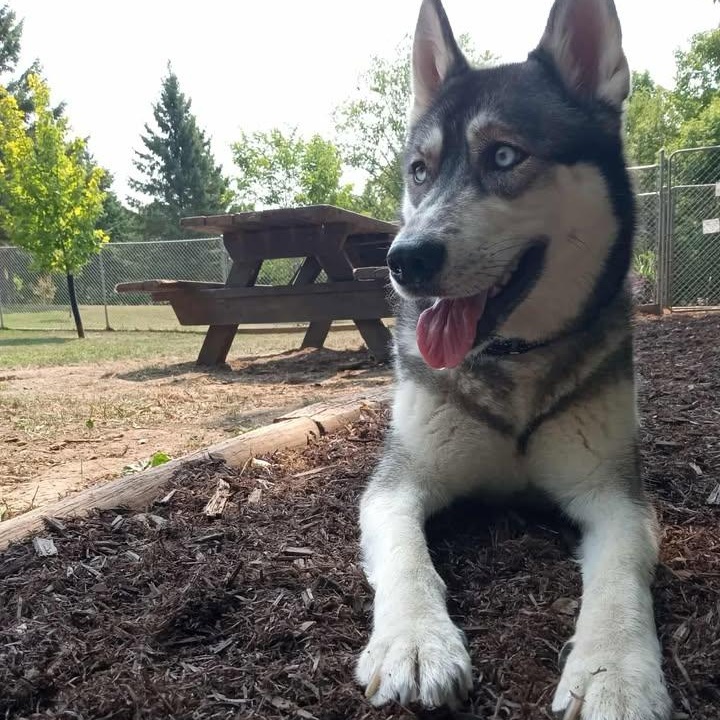 Dakota, a Adoptable mixed breed in Addison, ON image 2/3