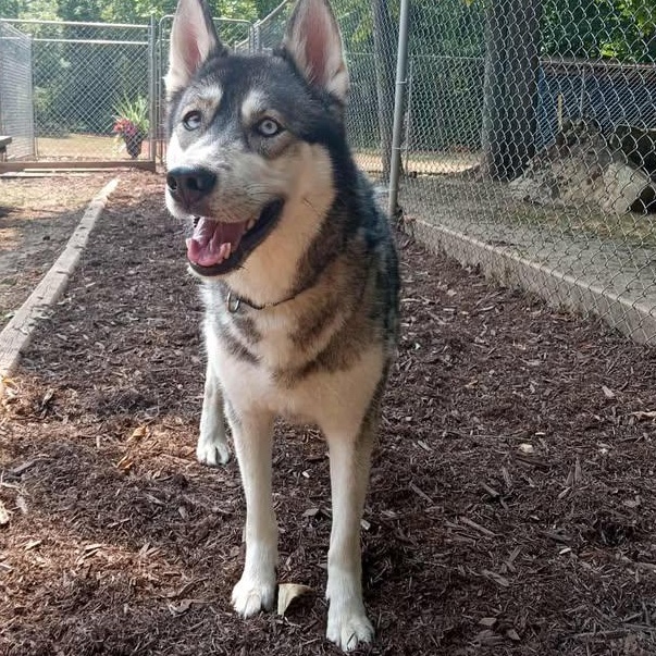 Dakota, Adoptable, Young Female Husky.