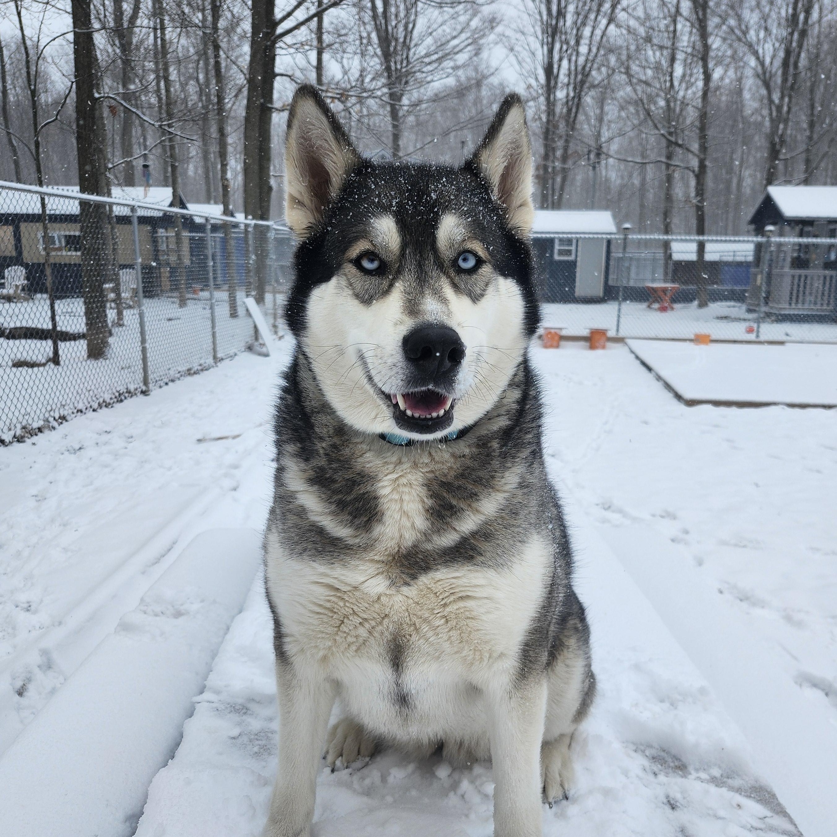 Enlarge Dakota, a Adoptable Husky in Addison, ON image 6/6