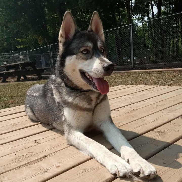 Dakota, a Adoptable mixed breed in Addison, ON image 3/3