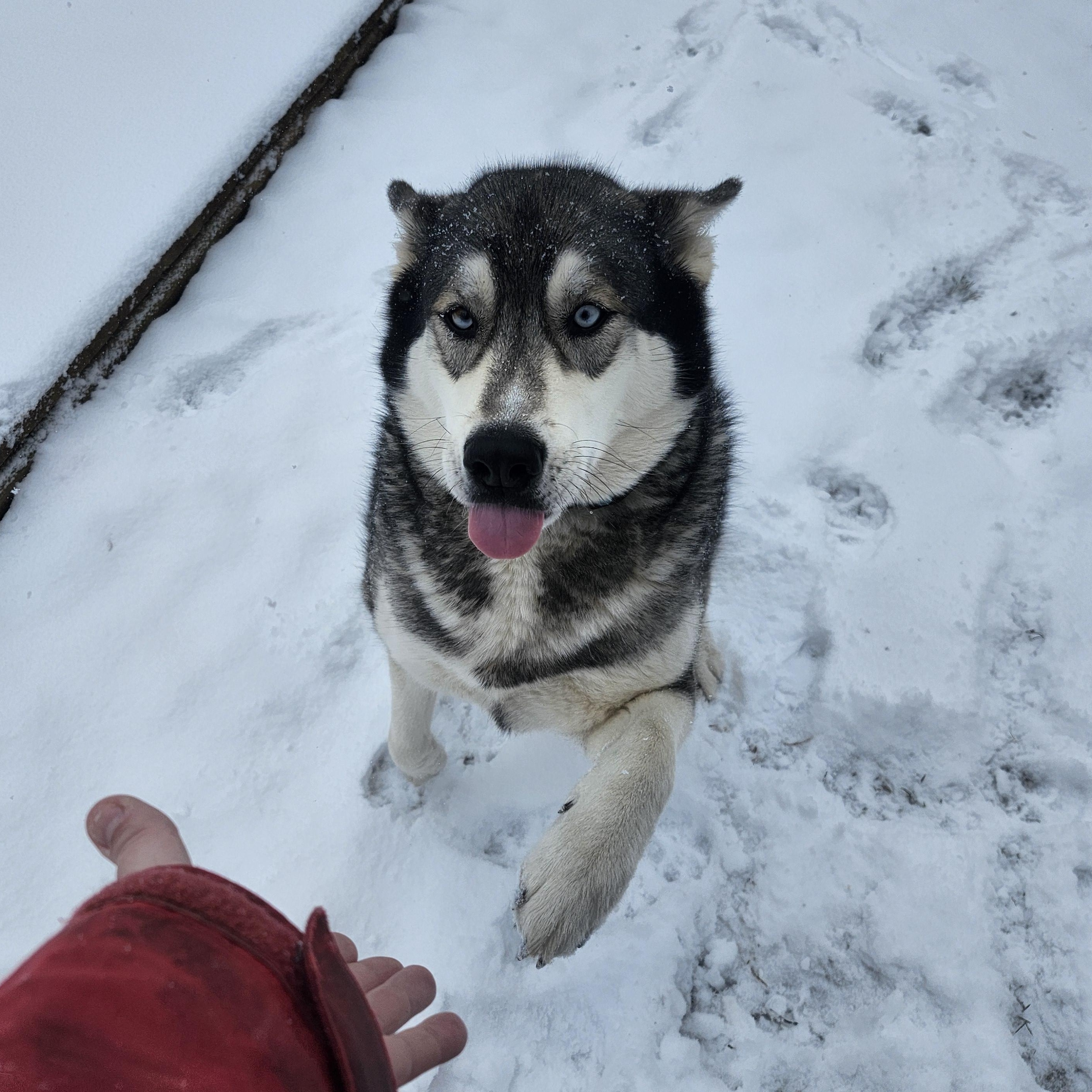 Enlarge Dakota, a Adoptable Husky in Addison, ON image 2/6