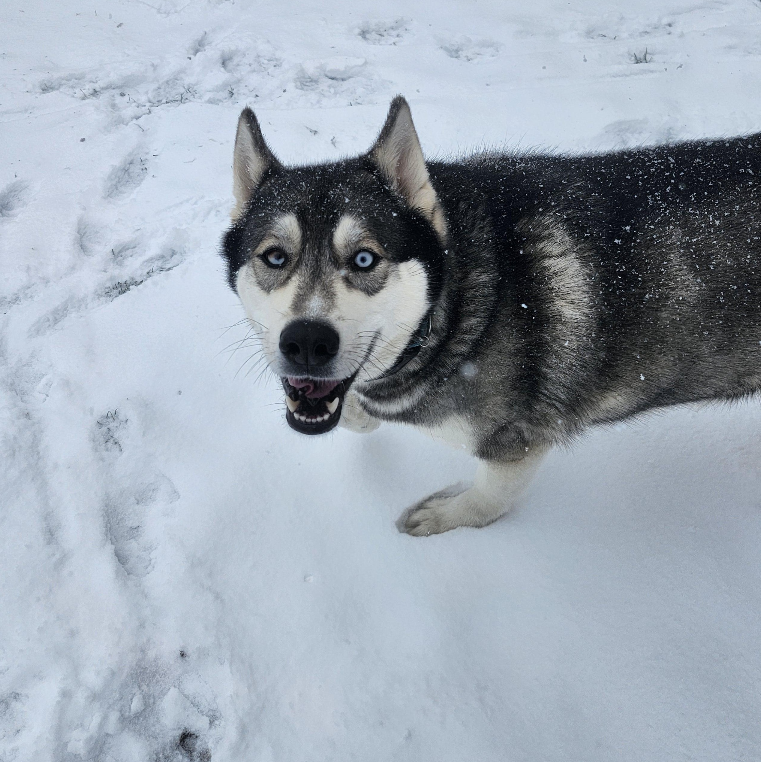 Enlarge Dakota, a Adoptable Husky in Addison, ON image 4/6