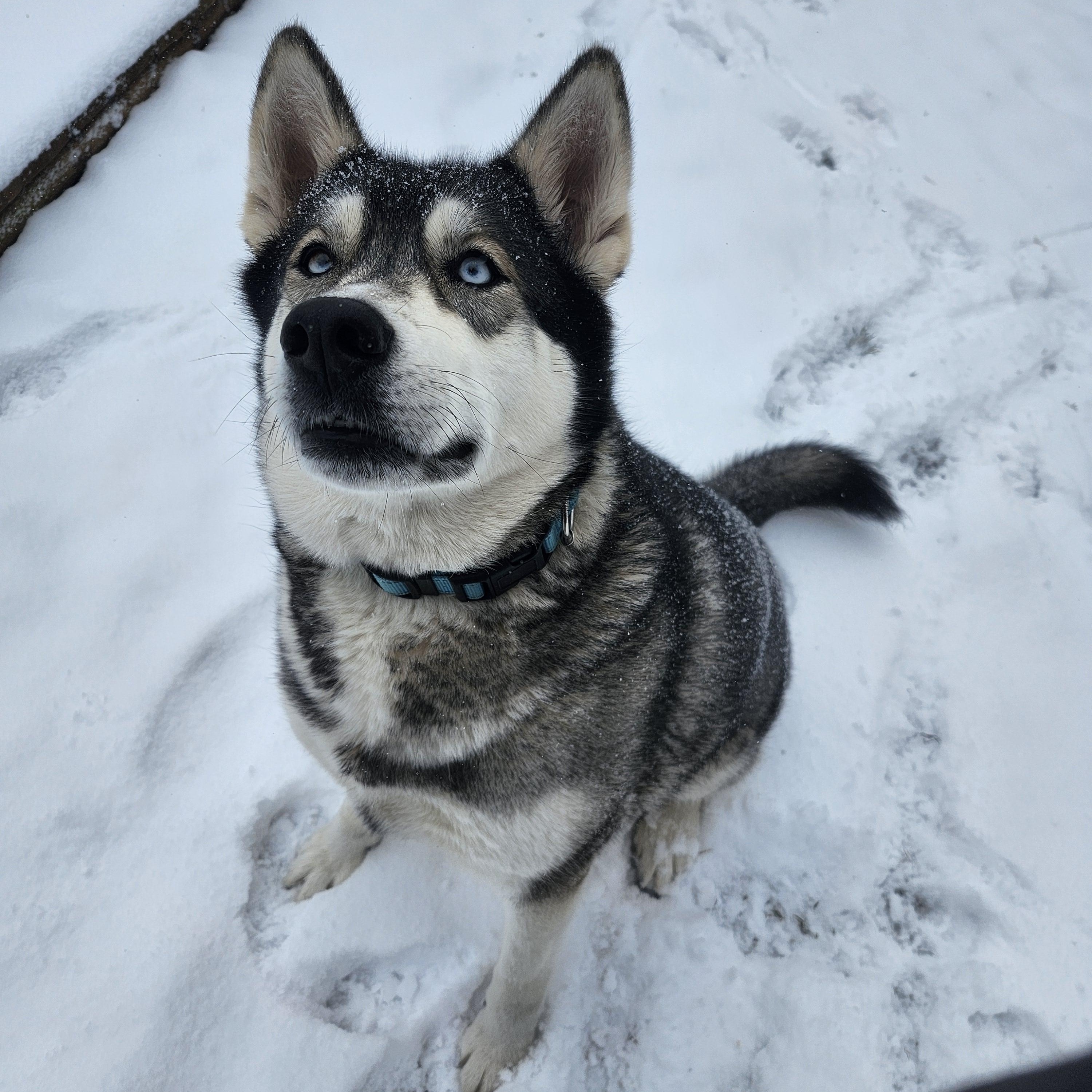 Enlarge Dakota, a Adoptable Husky in Addison, ON image 5/6