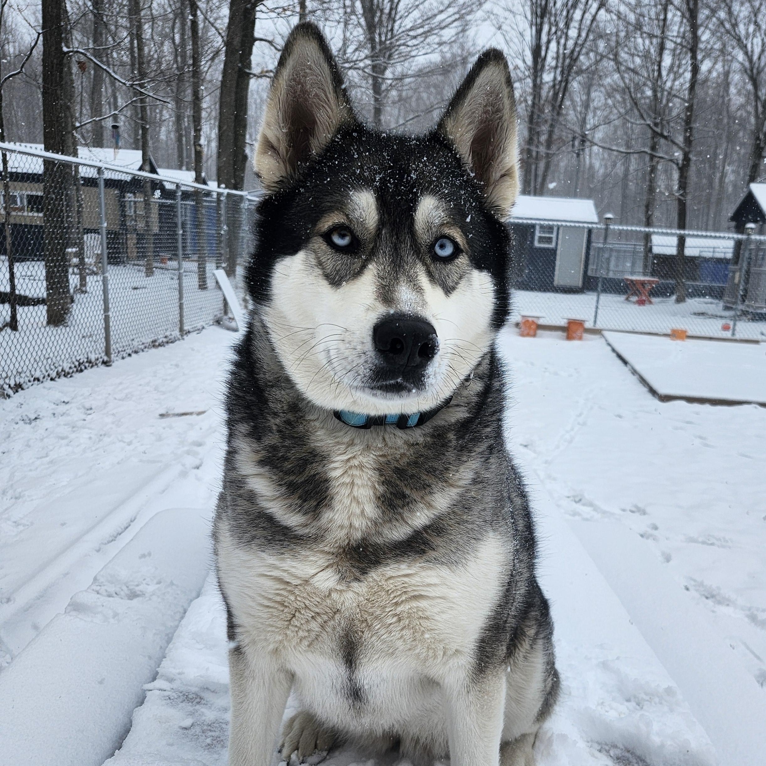 Dakota, Adoptable, Young Female Husky.