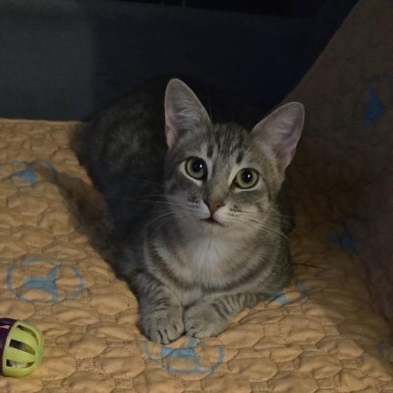 Paris, ADOPTABLE, Kitten Female Domestic Short Hair.