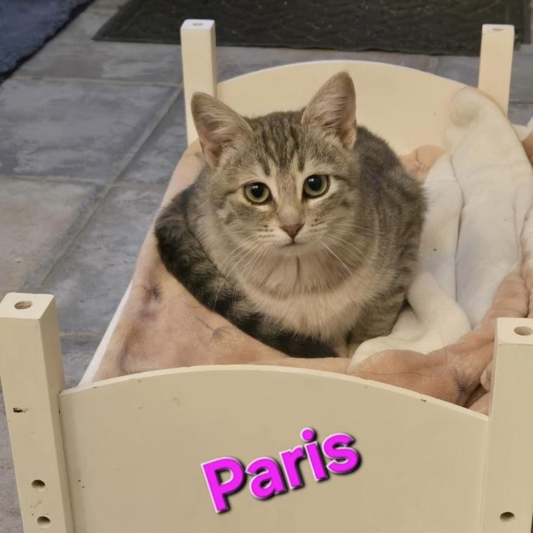 Enlarge Paris, a ADOPTABLE Domestic Short Hair in Bentonville, AR image 1/1
