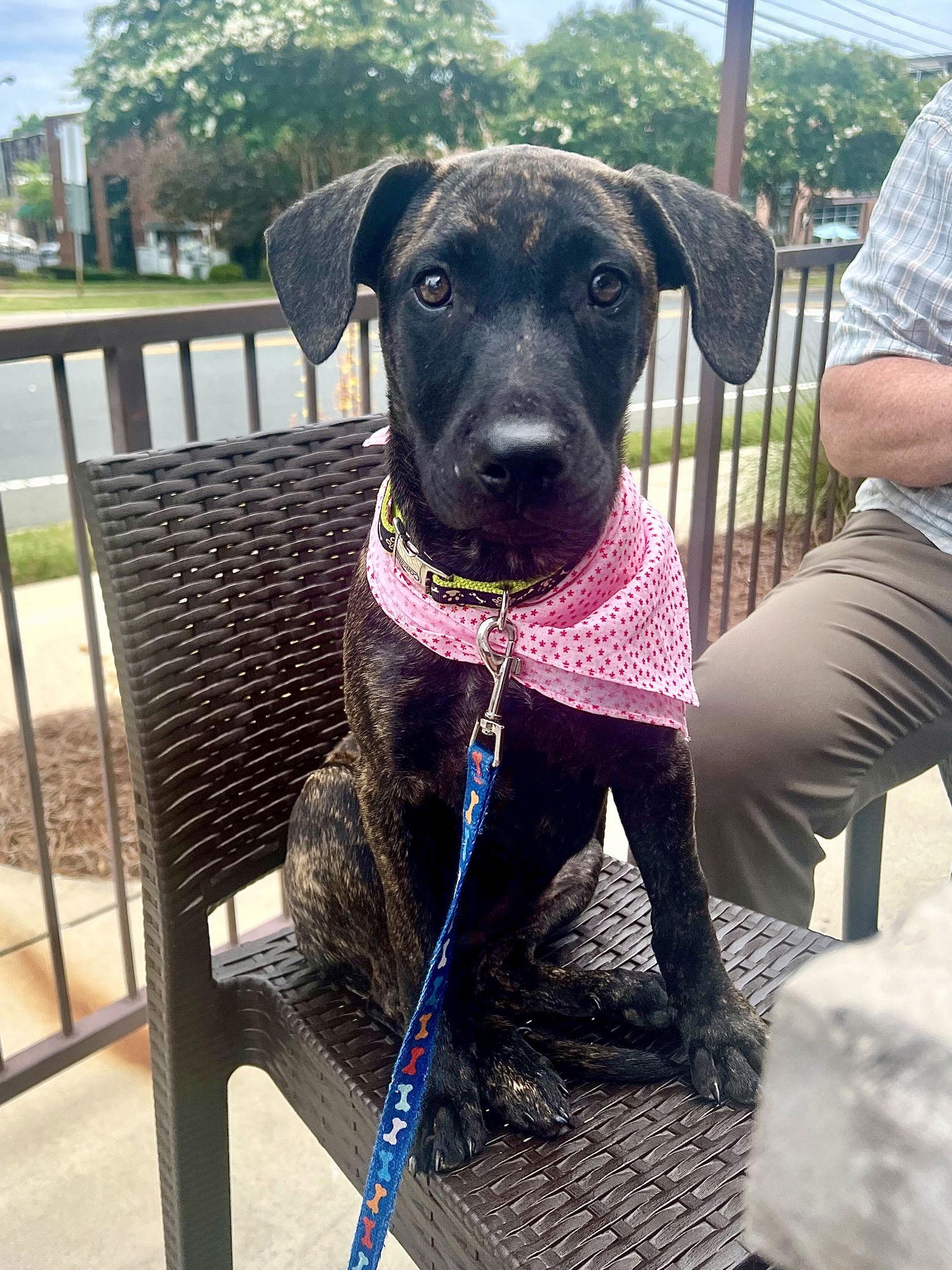 Enlarge Star, a Adopted mixed breed in Charlotte, NC image 1/3