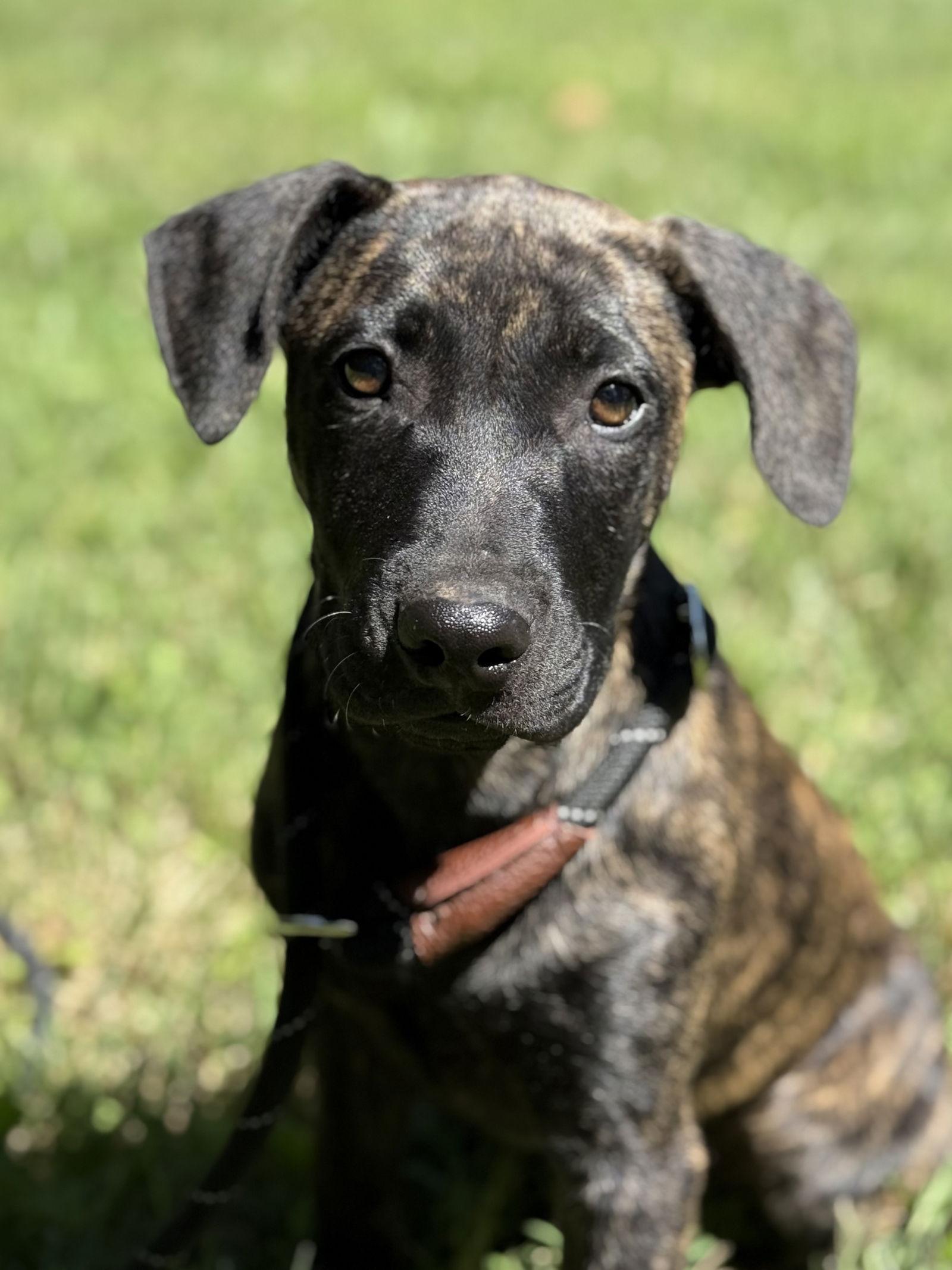 Enlarge Star, a Adopted mixed breed in Charlotte, NC image 2/3