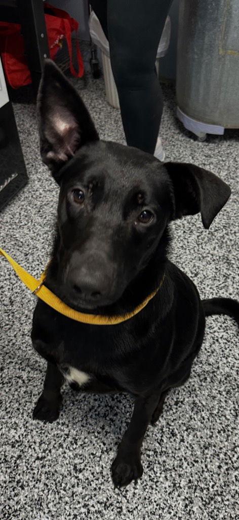 Boxer, Adoptable, Young Male Labrador Retriever & Shepherd.