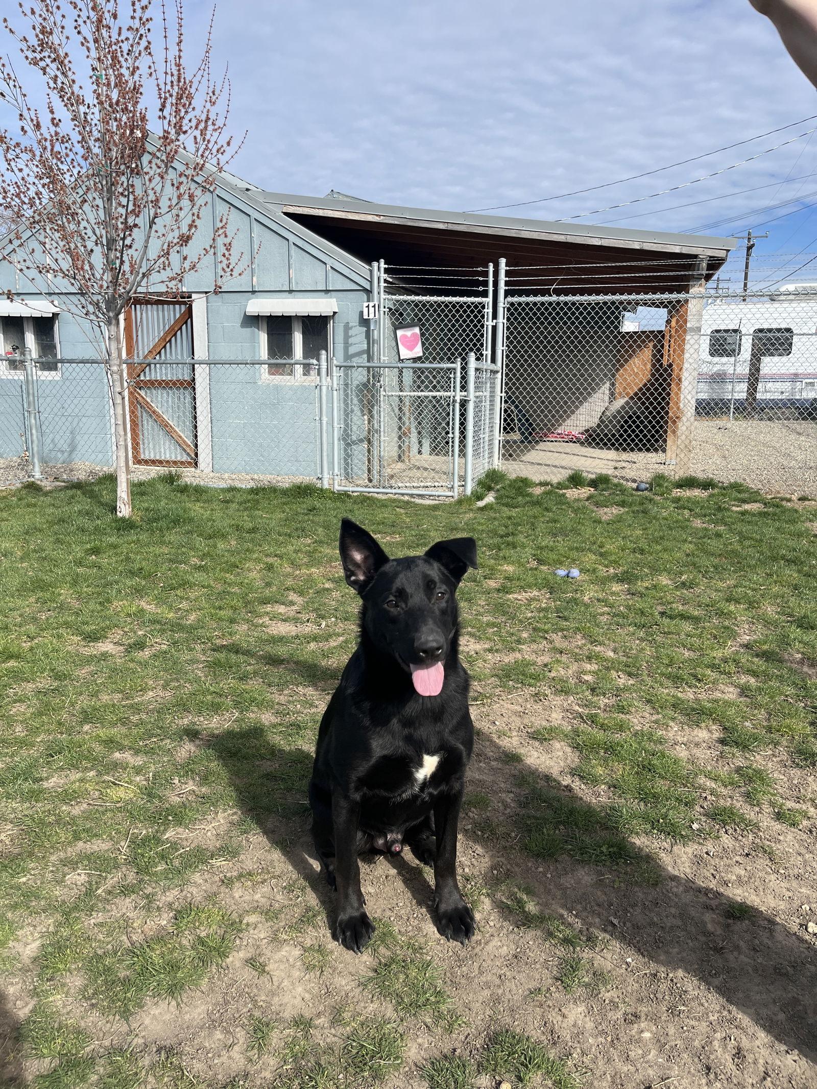 Enlarge Boxer, a Adoptable mixed breed in Emmett, ID image 2/3