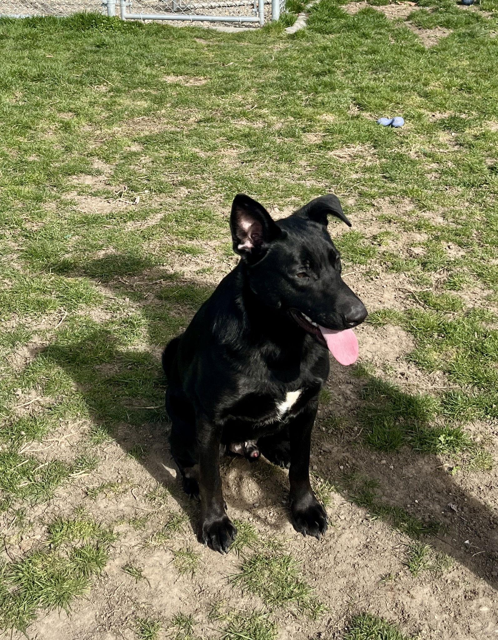 Enlarge Boxer, a Adoptable mixed breed in Emmett, ID image 3/3