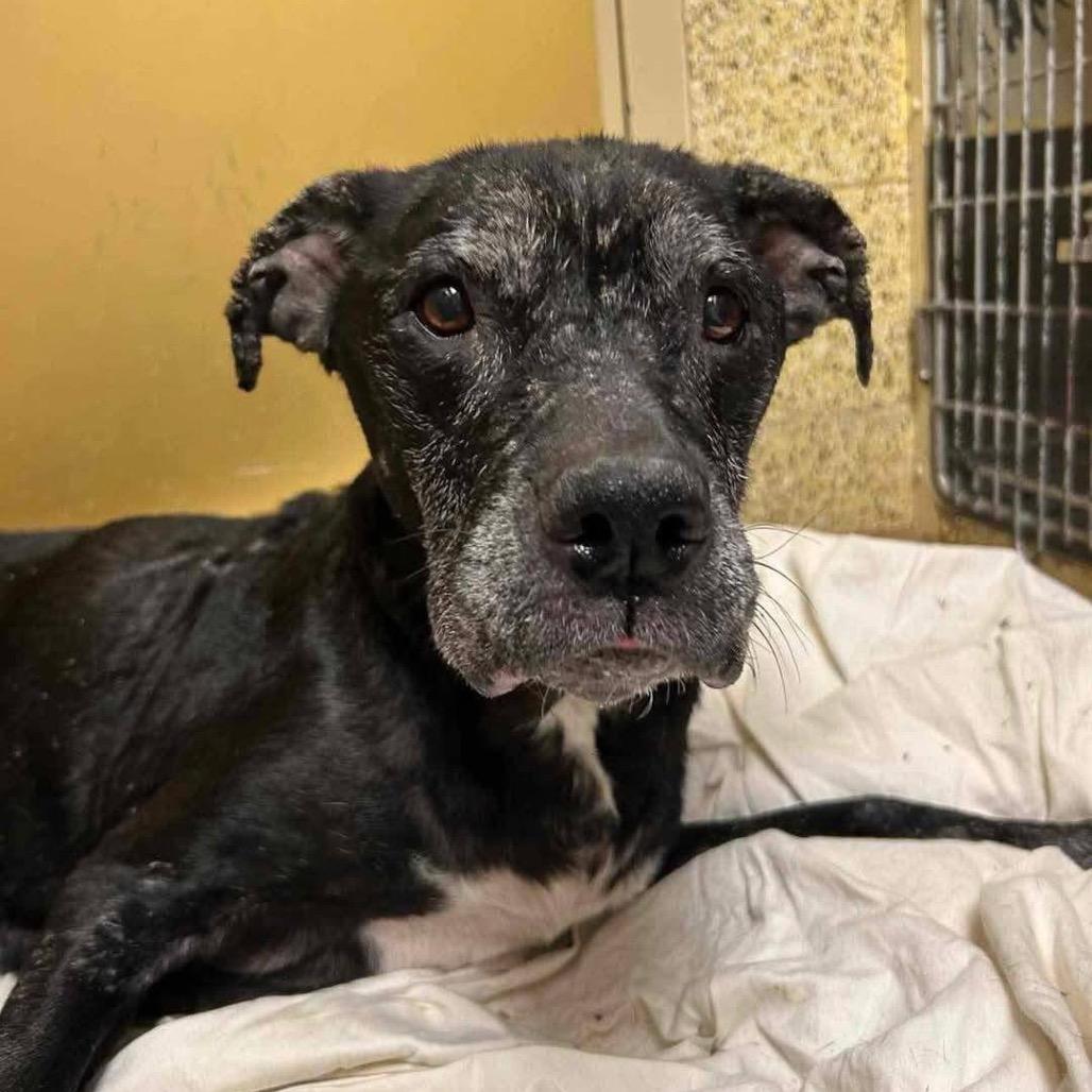 Celeste, Adoptable, Senior Female Pit Bull Terrier.