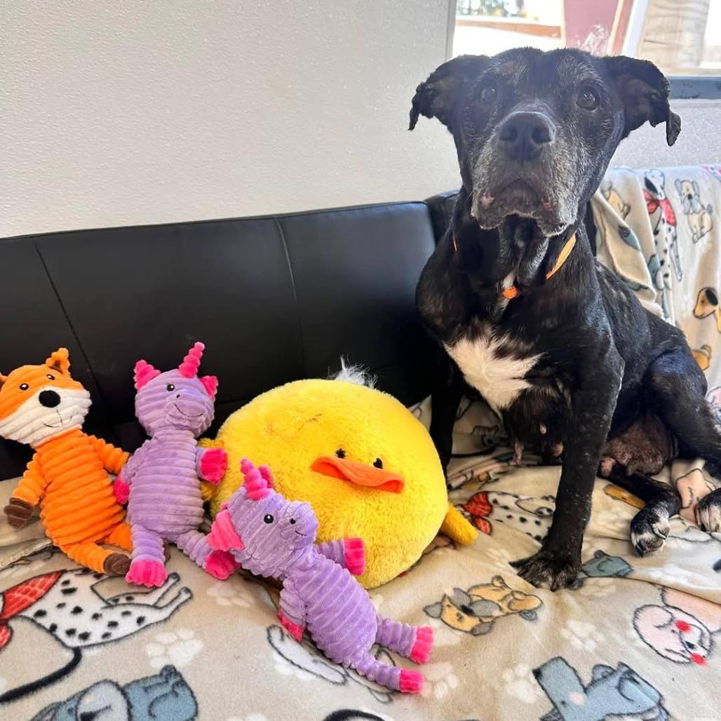 Celeste, a Adoptable Pit Bull Terrier in Spring Hill, KS image 2/2