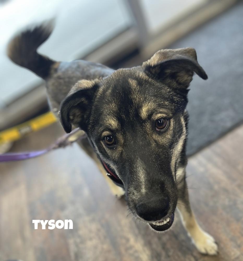 Tyson, a Adoptable mixed breed in Winnipeg, MB image 2/6