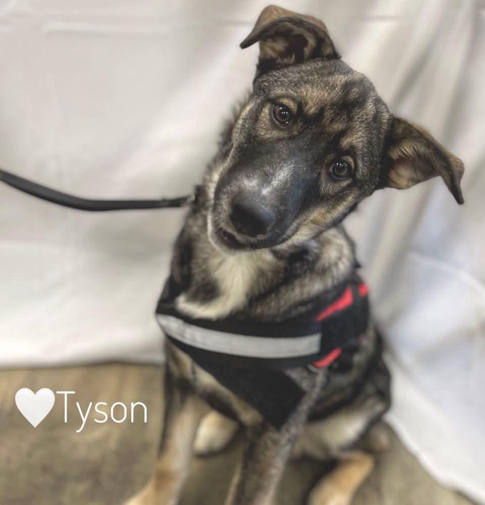 Tyson photo 5