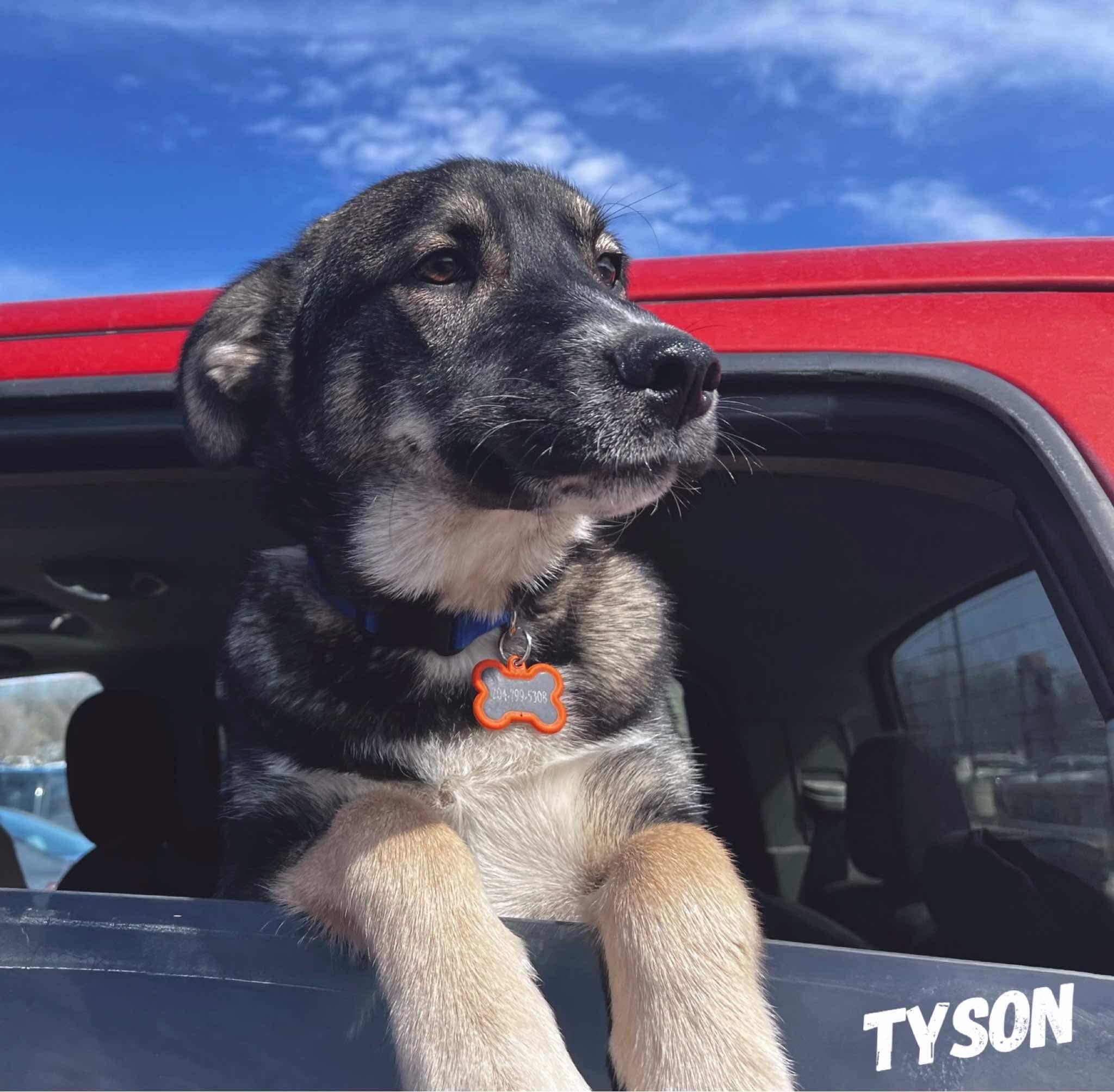 Tyson photo 4