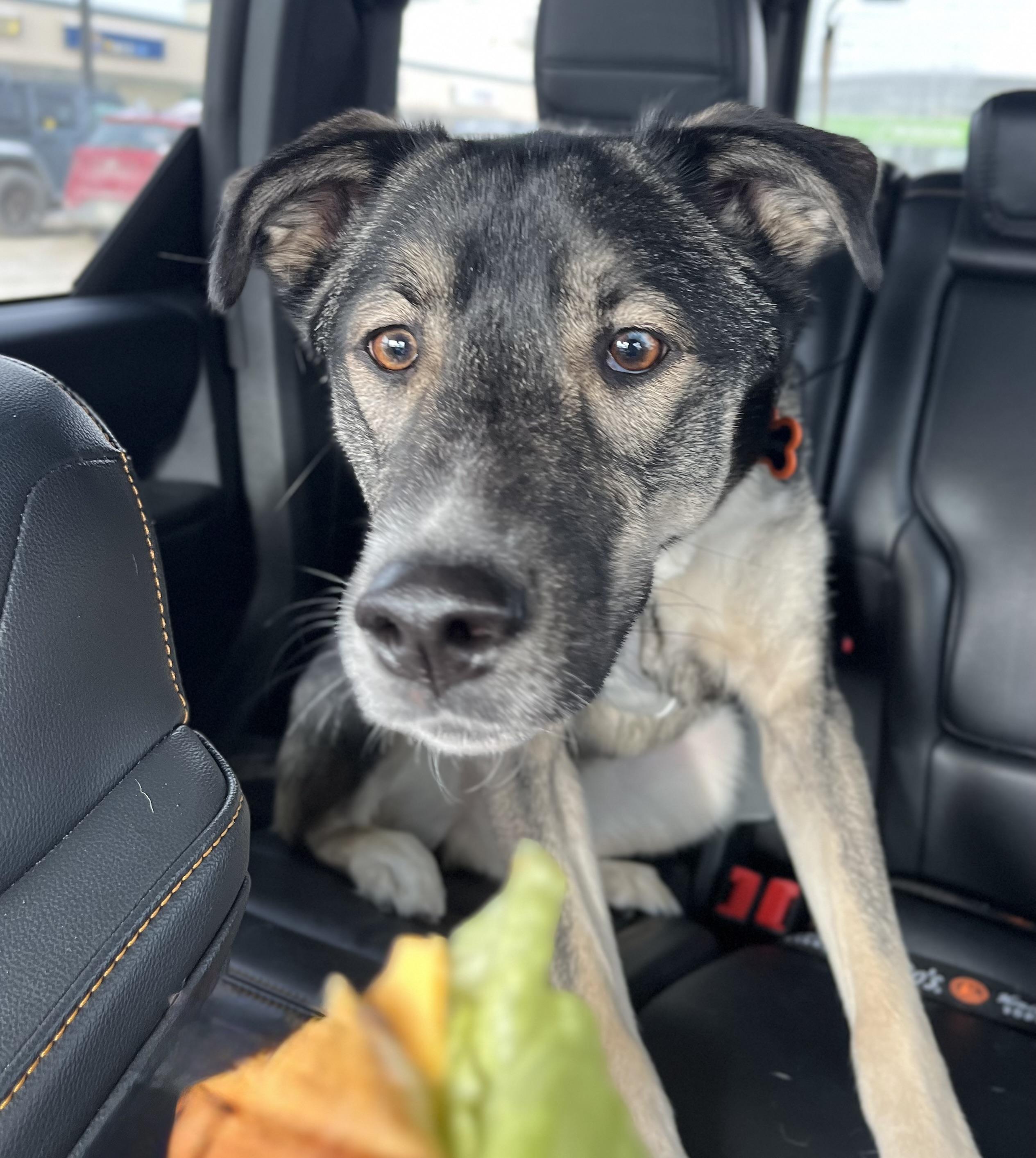 Enlarge Tyson, a Adoptable mixed breed in Winnipeg, MB image 1/6