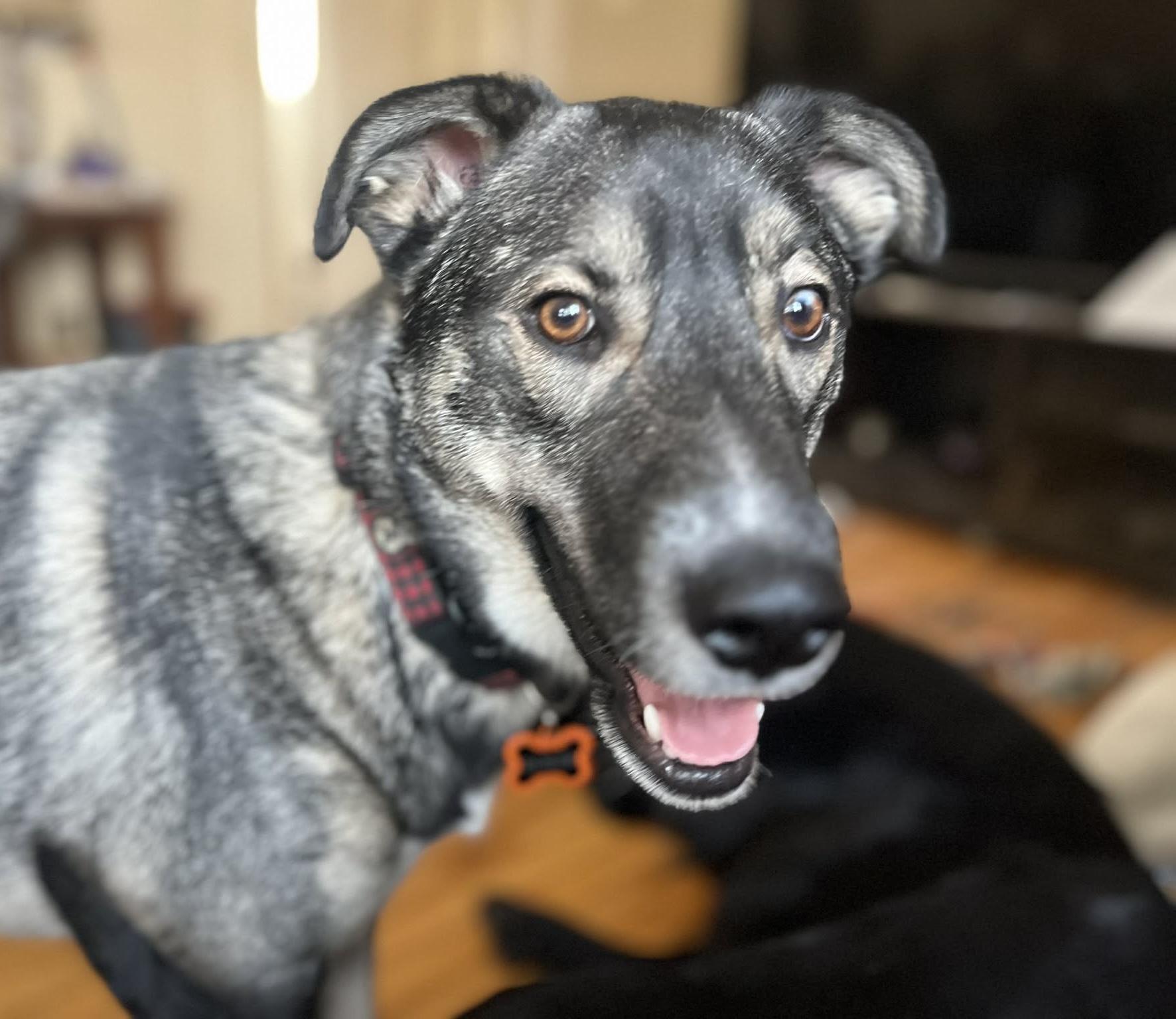 Enlarge Tyson, a Adoptable mixed breed in Winnipeg, MB image 2/6