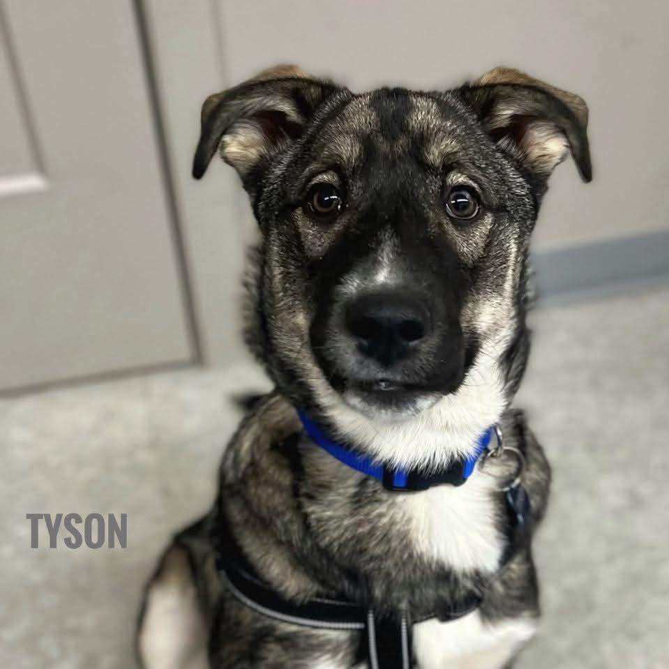 Tyson photo 3