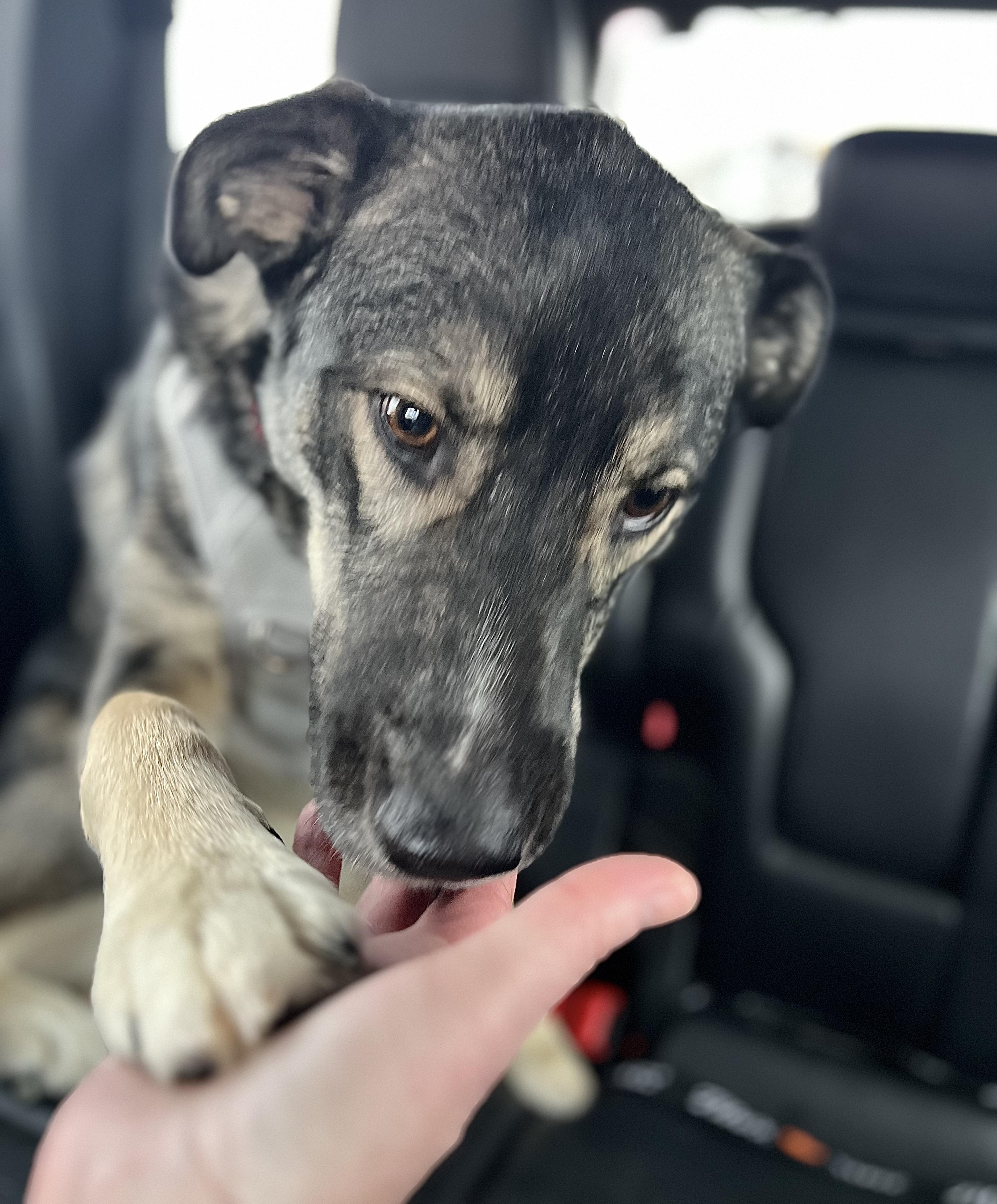 Enlarge Tyson, a Adoptable mixed breed in Winnipeg, MB image 3/6