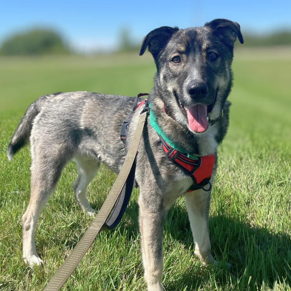 Tyson, Adoptable, Puppy Male Shepherd.