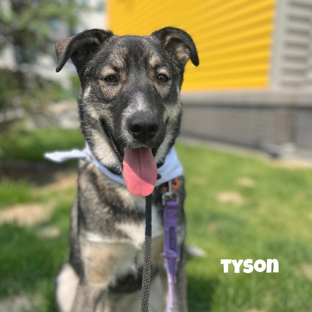 Tyson, a Adoptable mixed breed in Winnipeg, MB image 3/6