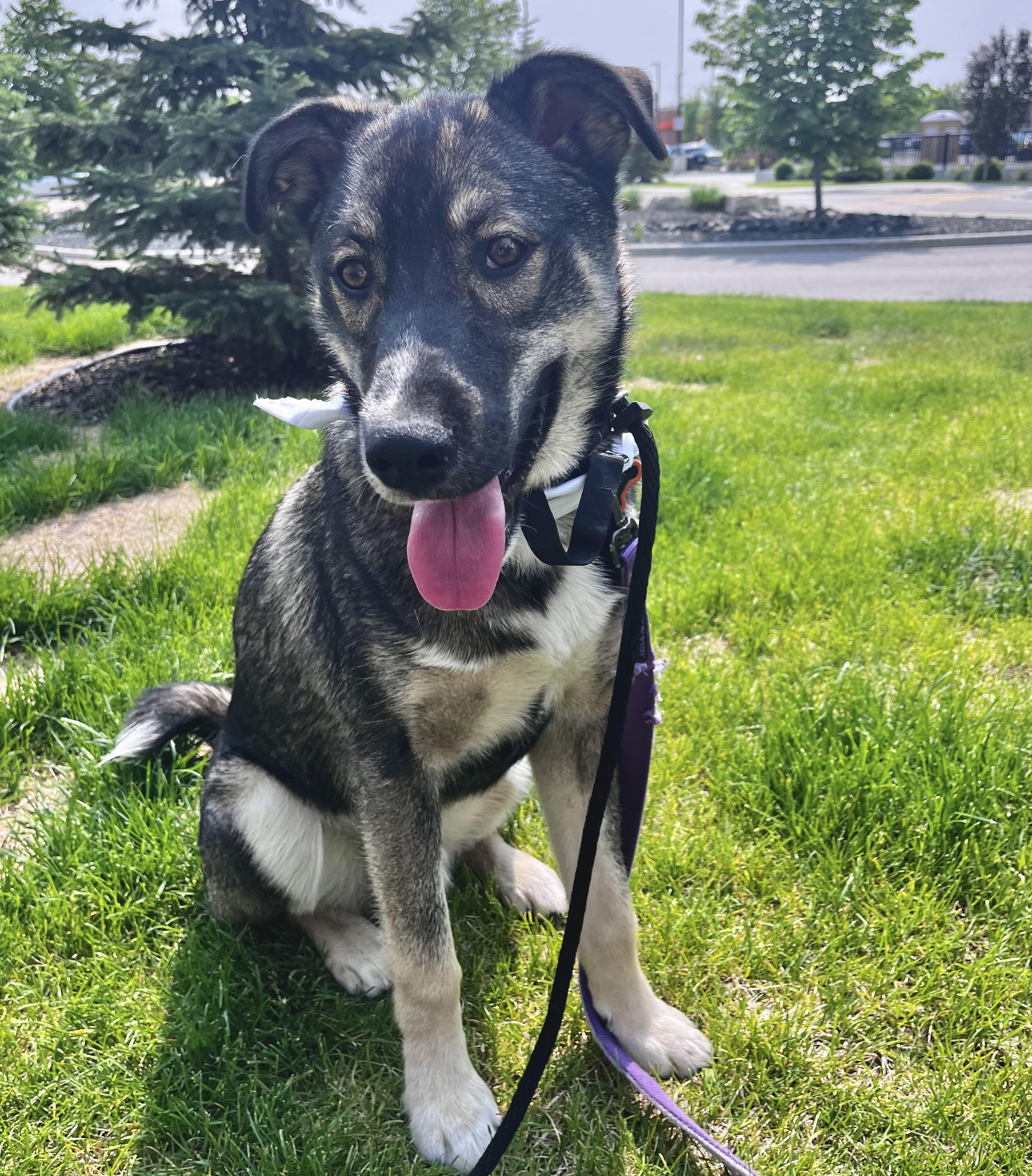 Tyson, an adoptable Shepherd in Winnipeg, MB, R2C 1P2 | Photo Image 1