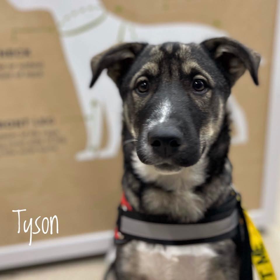 Tyson, a Adoptable mixed breed in Winnipeg, MB image 6/6