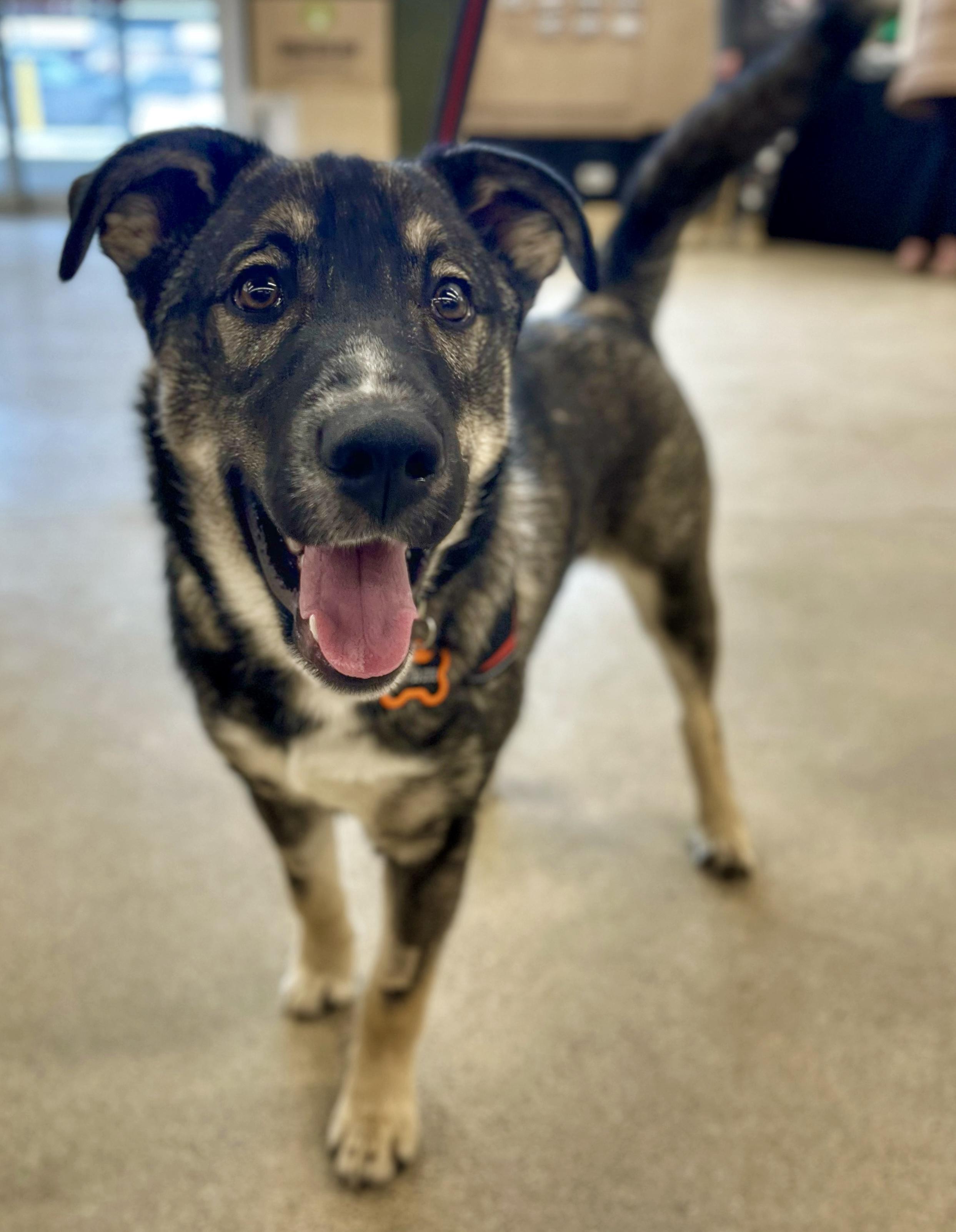 Tyson, an adoptable Shepherd in Winnipeg, MB, R2C 1P2 | Photo Image 2