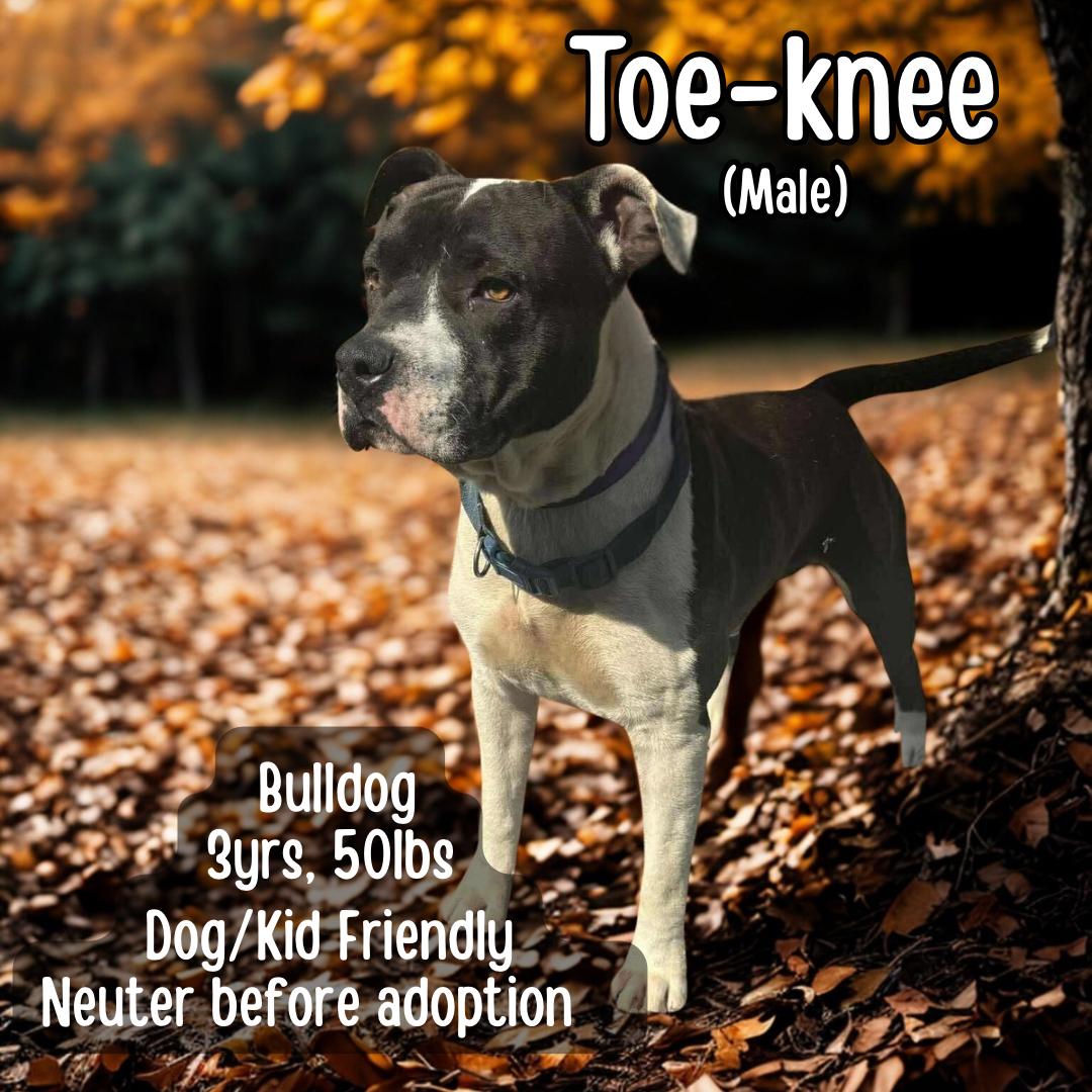 Enlarge Toe-knee, a Adoptable American Bulldog in Lancaster, KY image 1/1