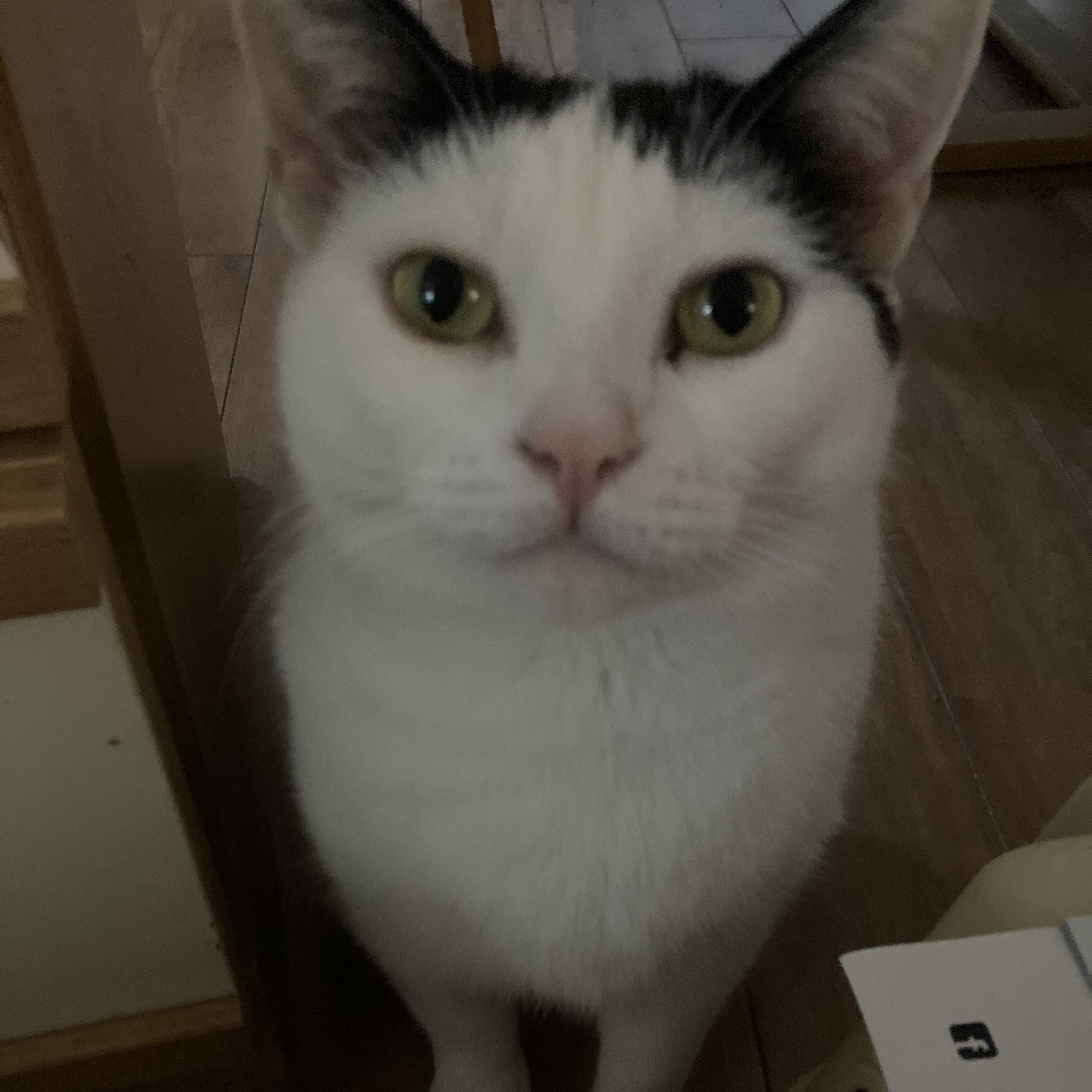 Jackie, a Adoptable Domestic Short Hair in Alliston, ON image 3/3