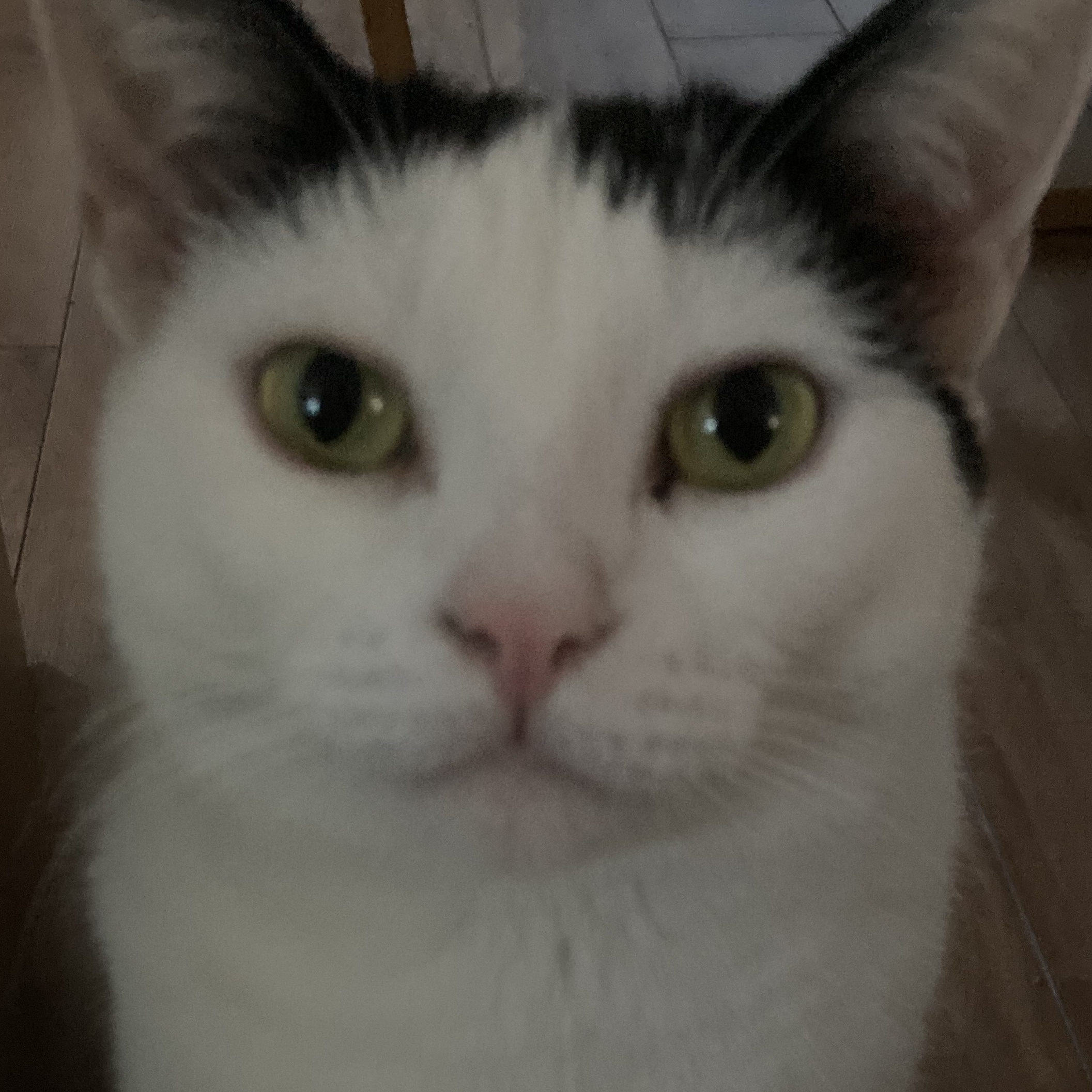 Jackie, Adult Female unknown