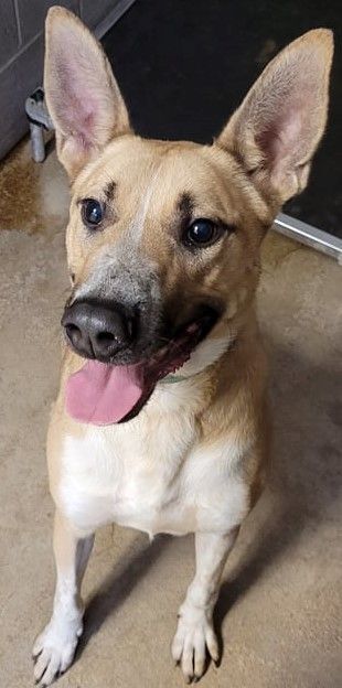 Enlarge Abel, a Adoptable mixed breed in Robinson, IL image 8/12