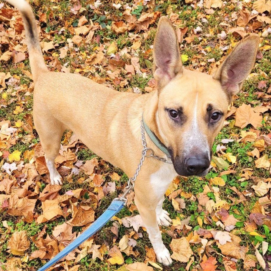 Enlarge Abel, a Adoptable mixed breed in Robinson, IL image 9/12