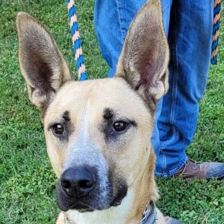 Abel, a Adoptable mixed breed in Robinson, IL image 1/12