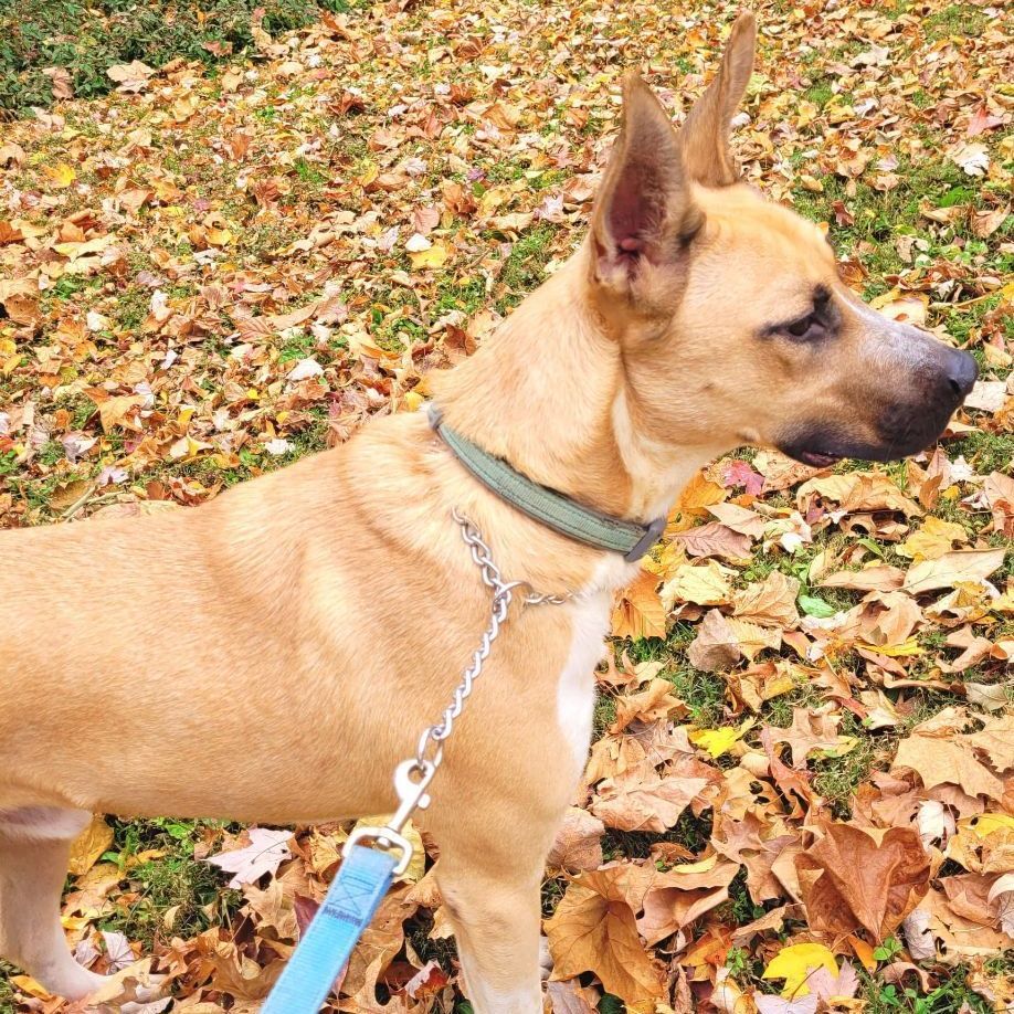Enlarge Abel, a Adoptable mixed breed in Robinson, IL image 10/12