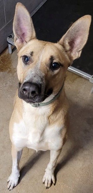 Enlarge Abel, a Adoptable mixed breed in Robinson, IL image 11/12