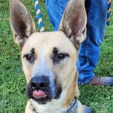 Enlarge Abel, a Adoptable mixed breed in Robinson, IL image 12/12