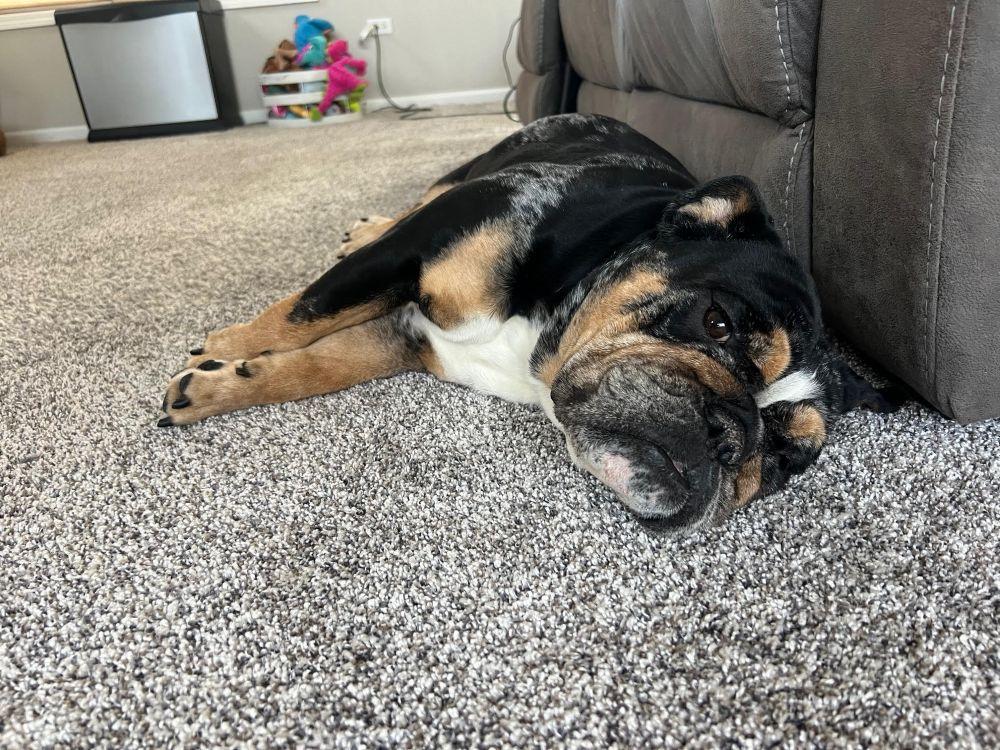 Enlarge Cookie, an adoptable English Bulldog in Barrington, IL image 3/5